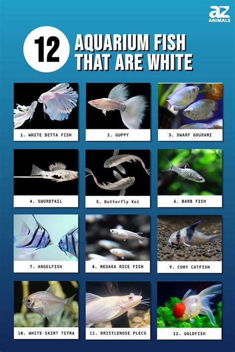 16 Types Of White Fish, Explained .